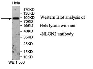 NLGN2 Antibody