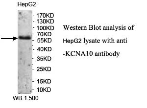 KCNA10 Antibody