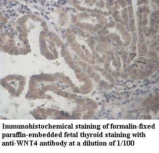 WNT4 Antibody