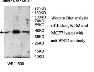 WNT4 Antibody