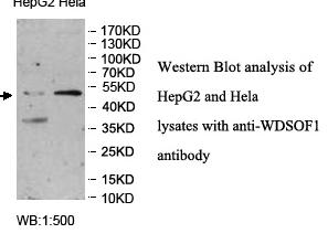 WDSOF1 Antibody