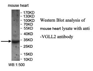 VGLL2 Antibody