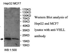 VHLL Antibody