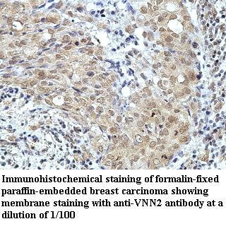 VNN2 Antibody