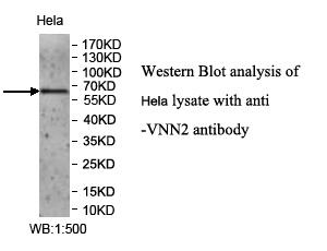 VNN2 Antibody