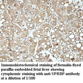 VprBP Antibody