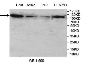 VprBP Antibody