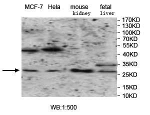 VTI1B Antibody