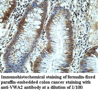 VWA2 Antibody