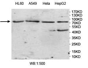 VWA2 Antibody