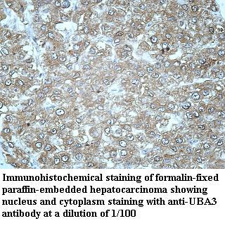 UBA3 Antibody