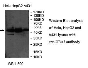 UBA3 Antibody