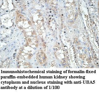 UBA5 Antibody