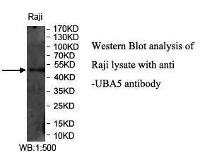 UBA5 Antibody