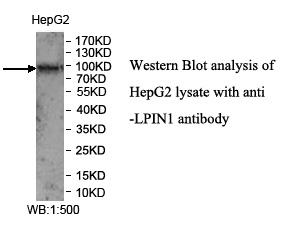 LPIN1 Antibody