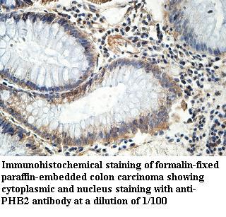 PHB2 Antibody