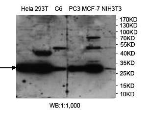 PHB2 Antibody