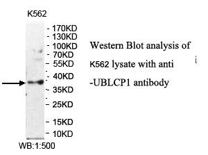 UBLCP1 Antibody