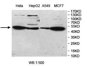 UBOX5 Antibody