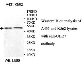 UBR7 Antibody