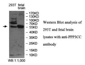 PPP3CC Antibody