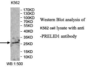 PRELID1 Antibody