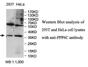 PPP6C Antibody