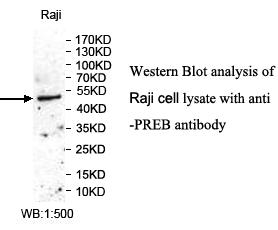 PREB Antibody