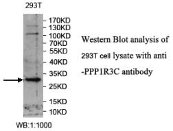 PPP1R3C Antibody