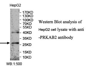 PRKAB2 Antibody