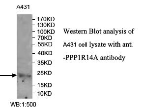 PPP1R14A Antibody