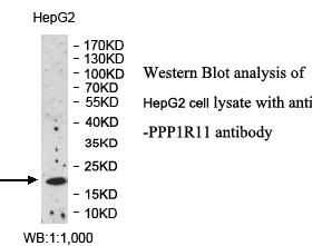 PPP1R11 Antibody