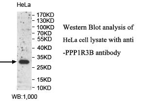 PPP1R3B Antibody