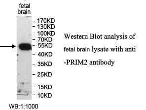 PRIM2 Antibody