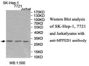 MPPED1 Antibody