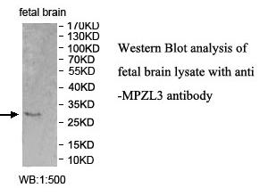 MPZL3 Antibody