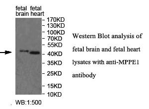 MPPE1 Antibody