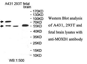 MOXD1 Antibody