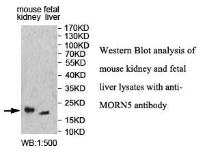 MORN5 Antibody