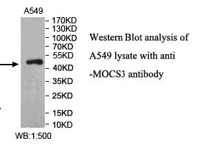 MOCS3 Antibody