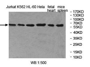 MOCS1 Antibody