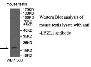 LYZL1 Antibody