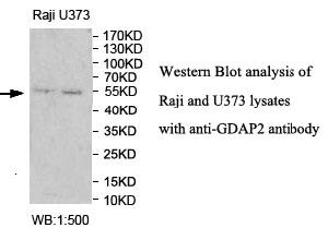 GDAP2 Antibody