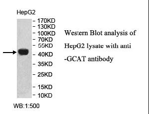 GCAT Antibody