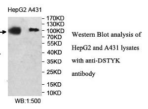 DSTYK Antibody