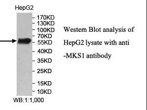 MKS1 Antibody