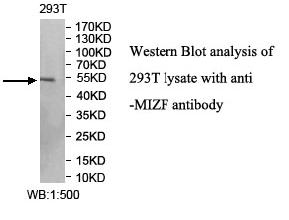 MIZF Antibody