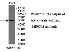 MIPOL1 Antibody