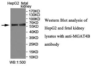 MGAT4B Antibody