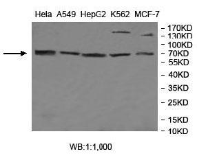 MGAT4A Antibody